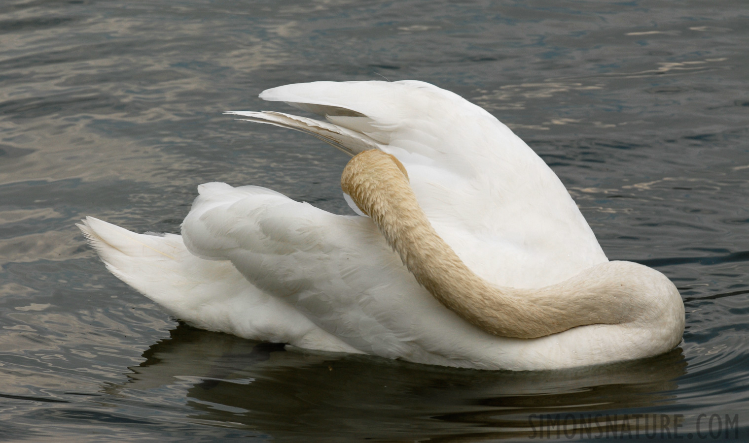 Cygnus olor [330 mm, 1/250 sec at f / 9.0, ISO 200]